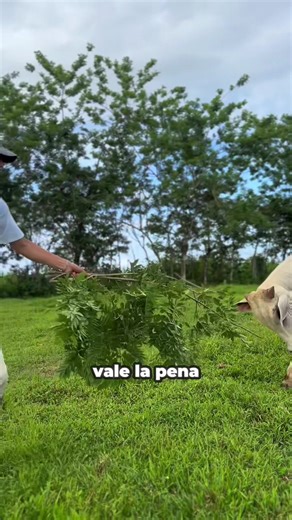 Establecimiento de Establos para Ganado Nelore