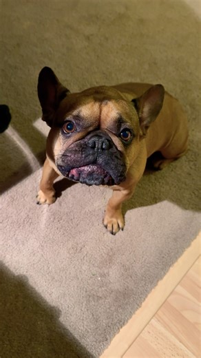 Frenchie sings #frenchbulldog #frenchie #french #canine #singingdogs #singer #sing #americanidol