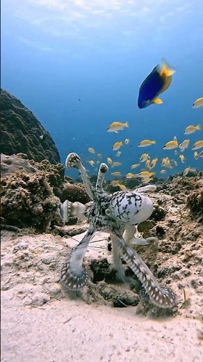 Octopus and fish Fighting