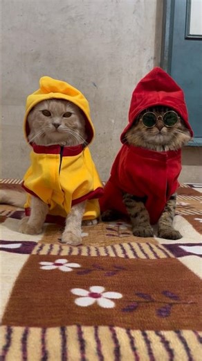 My Cats Digi Digi Dance💃 #shorts #shortvideo #cat #viral #trending #animallovers #pets #cute #funny