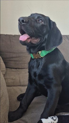 Cute black lab puppy 🐶 😍 #cute #cuteanimals #dog