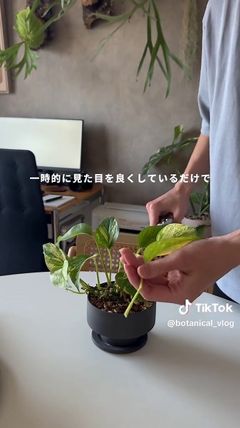 観葉植物が枯れる原因とは？👨🏻‍💻 どうも、かいです！ 今日は観葉植物が黄色くなってしまった時の 僕がおすすめする対処法を紹介しました！ ですが、これはあくまで見た目重視の考え方で 根本的な解決にはならない事を知りましょう！✍🏻 つまり、根腐れで黄色くなることもあるし 水不足で黄色くなることもあるので 葉っぱを切っても意味がないんですね！🥹 ちなみに葉っぱが徐々に黄色くなっている場合は 観葉植物は黄色い葉っぱの残った栄養を 元気な葉っぱに送る”転流”という行動を取るので 残しておくべきという考え方もあります！✍🏻 僕はそれよりも、原因解決や肥料を与えた方が 観葉植物にとってはプラスに働くと考えるので 転流の部分に関しては、あまり重要視していません！ なので、圧倒的に原因をしっかり分析して 適切な手段を取ることが必要です！ これに関しては、かなり話が長くなるので 次回以降の投稿で順番に解説していきます！✊🏻 ①根腐れ ②根の乾燥 ③肥料不足 ④害虫被害 ⑤葉焼け こちらの⑤つを解説予定！ ーーーーーーーーーーーーーーーーーーーーーーーーーーー #観葉植物のある暮らし #観葉