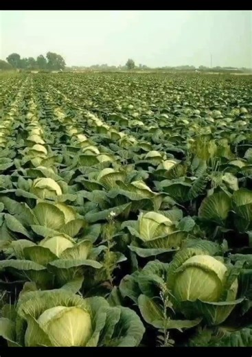 Dame to Casita - Aline Dance