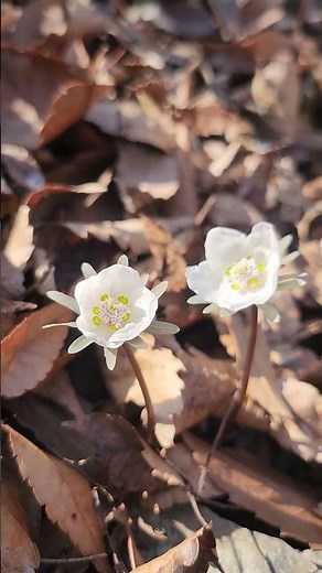 #변산바람꽃 #의림사계곡