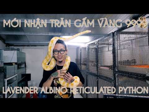 Newly acquired 9999 GOLDEN RETIRED SNAKE - Lavender Albino reticulated python | WILDVN TV
