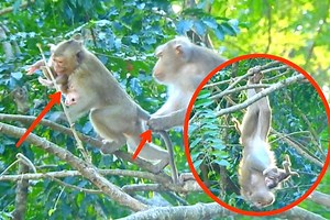 Oh Wow how amazing Mom Libby is rescue baby Lily from little Rainbow, but look dangerous | Monkey TV7