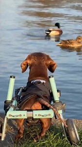 Honestly, I'm nervous about sharing this story. But if IVDD or watching your dog drag their back legs in screaming pain is ruining your life, you deserve to know what I discovered. My reality for the past 8 months has been absolute hell — sleepless nights listening for Pickle's cries, $20,000 in emergency surgeries, watching my French Bulldog's legs give out without warning. Normal walks became impossible. Letting him jump on the couch was off-limits. Even petting him turned into a nightmare of 