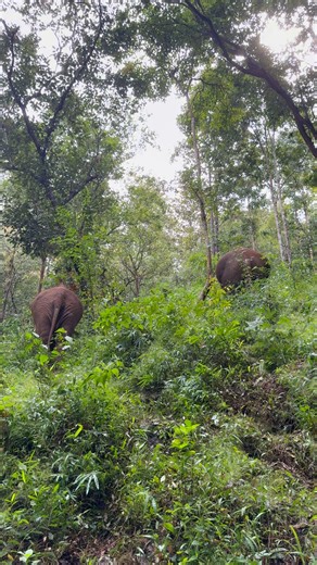 #jungle | Bank Mahout