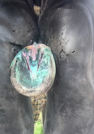 Essential Horseshoeing Techniques for Better Hoof Care