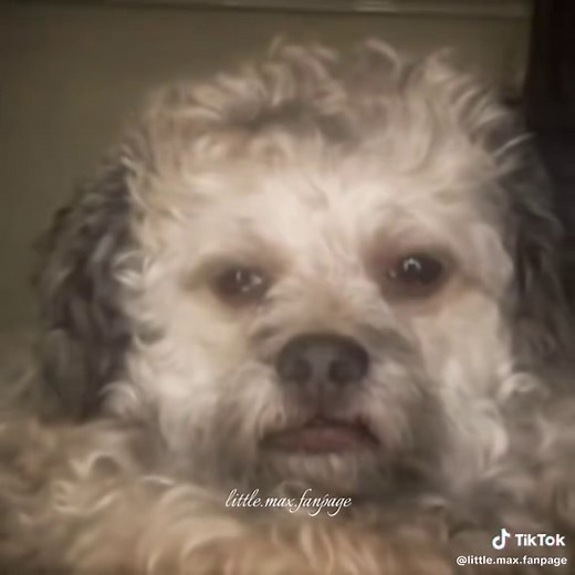 Create Cute Dog Edits with Lil’ Max