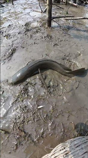 Giant Snakehead Fish Catching by Hand in Mud | Traditional Fishing #fishing #villagelife #bigfish