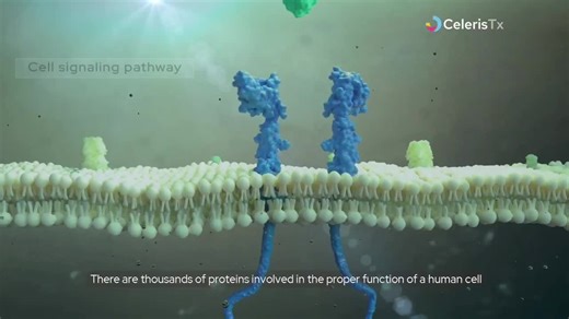 Cell signaling pathway: there are thousands of proteins involved in the proper function of a human cell. Many mechanisms and systems maintain and organize the cell, but during aging, a cell loses the… | LampScience - Scientific Animation &amp; Visualization