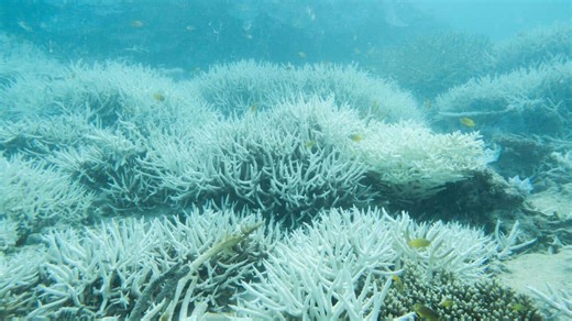 Great Barrier Reef suffers sharp decline in coral coverage after 'unheard of' heat events