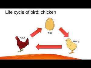 Life cycle of a bird
