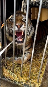 Why Is The Tiger Angry While Drinking Water? #shorts