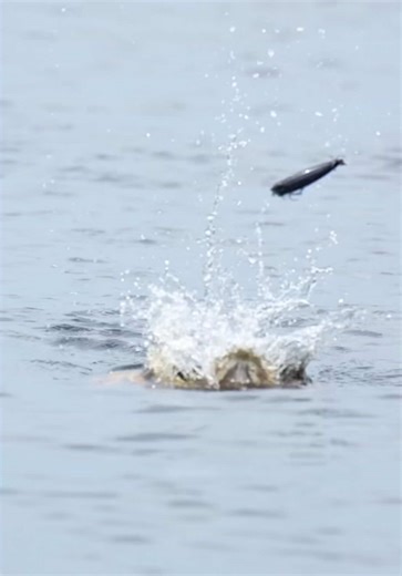 Something BIG is coming to reef addicts 🏝️ This is just a taste of what we have been up too behind the scenes. We’ve been filming exclusive content that you won’t find ANYWHERE else. In 7 days, you’ll get access to a HEAP of unreleased videos, exclusive content and behind the scenes moments from the team. Are you ready? Stay tuned 🎣 #reefaddicts #exclusivecontent #fishing