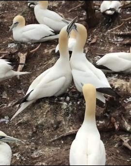 The meaning behind gannet “fencing” courtship behavior