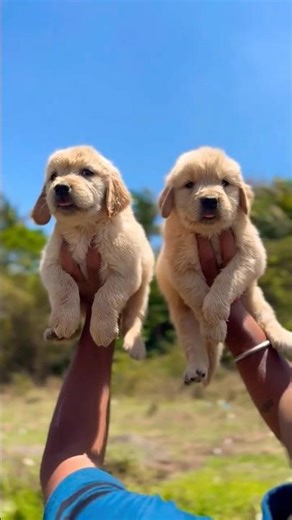 so beautiful and cute golden retriever male female puppy available Mahakal Pet Shop Pandharpur Pune