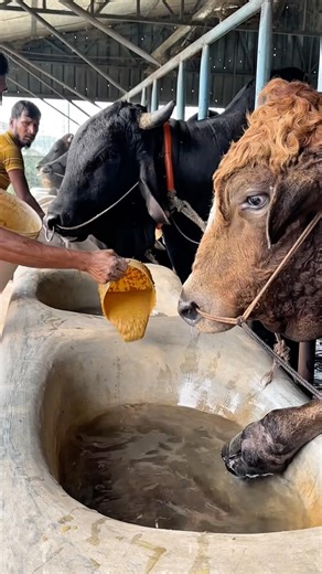 Special farm feed molasses and corn for powerful bulls 🐂🌽