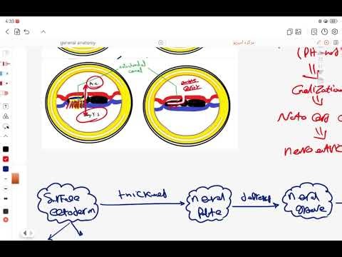 Embryology | Third week 1⃣ - Primitive streak