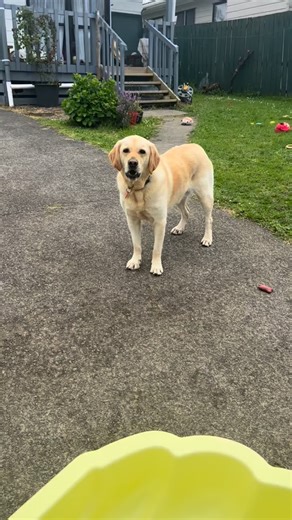 Everything she loves is yellow. Me. The garden. The couch. The bedroom. Her sweaters. All. Yellow. | Sir Charles Biscuit
