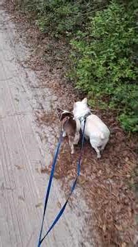 Me & the Chi's walk to Gramma's!