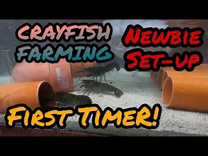 Crayfish Farming - Newbie Set-up