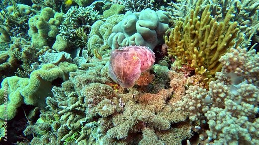 A cuttlefish changes its appearance and blows water out its siphon, moving the polyps of a soft coral.