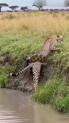 python vs Macan tutul