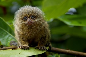 Pygmy Marmoset