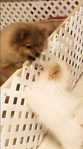 Pomeranian Puppies: The Cutest Playtime Ever!