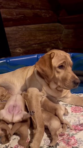 🙈😂 #labradorretriever #labradorretrieverpuppy #puppy #yellowlab #foxredlab #silly #funny