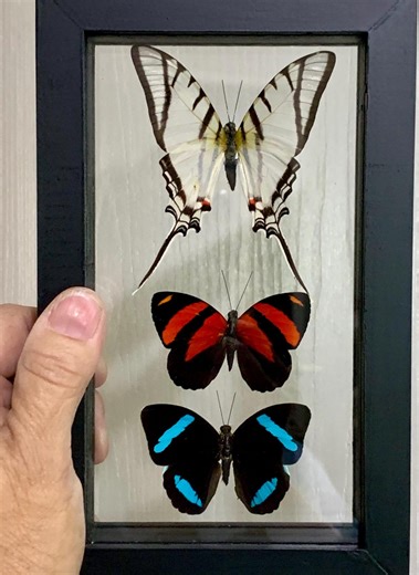 Shadow Box Butterflies Ethically Sourced - Etsy