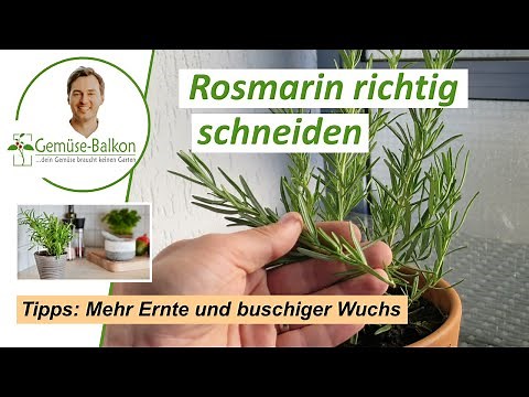 Rosemary 🌿 cut correctly ✂️ and harvest for bushy growth 🌴 and abundant harvest