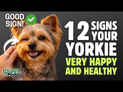 12 Signs Your Yorkshire Terrier is VERY Happy and Healthy