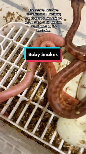 Baby Snakes Hatching | Sydney Reptiles