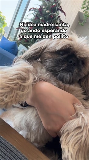3.6K views · 132 reactions | Me dieron un mini pedacito  #fiestas #xmas #petsedits #mypet #leonelperrito | León el perrito | Facebook