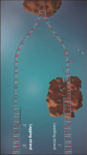 DNA Replication 3D Animation 🧬 | How DNA Copies Itself #Science