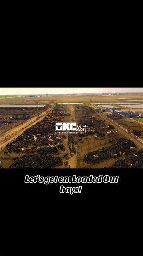 Efficient Cattle Loading Process for Better Business