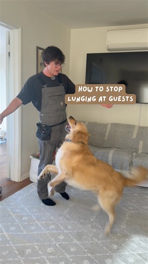 Ethan McMahon on Instagram: "Meet Graham! Graham's parents can't have people over (or go to really crowded places) without him knocking people down or getting scratches all over. So, we focused on lowering his excitement levels by giving quick leash pops when he has the intention of lunging towards people. #dogtraining #dogtrainer #dogs #dogtrainingtips #dogobedience"