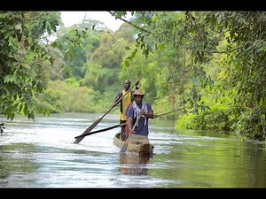 Elephants of the Congo Basin - a film from Central Africa