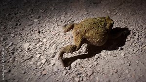 toad runs on the gravel in the night