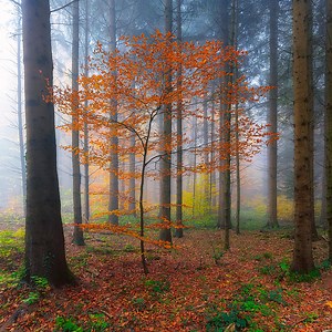 Twenty Key Ideas in Process Thought