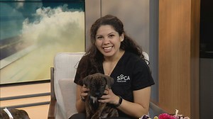 Pet Talk: Spring animals