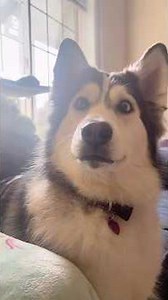 💖 #husky #dogs #shorts #pets #cuteanimals