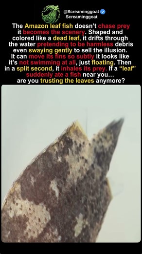 Why You Should NEVER Trust a Floating Leaf... 🍂🚫