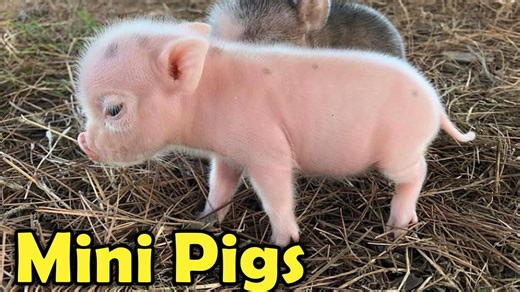 Animal Corner: All You Need to Know About Mini Pigs