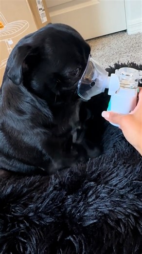 How I help my pug with her breathing problems 🥺💨 | UNILAD Tech