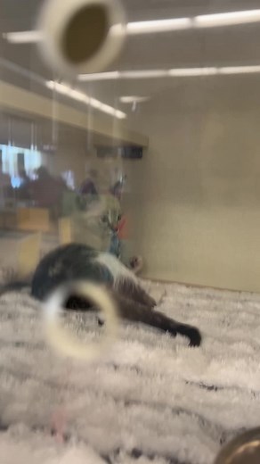 Adorable Kittens at Petco: Funny Adoption Moments