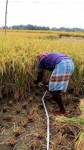 Did You See Such Paddy Harvesting? Hi Friends, We found a farmer was harvesting paddy by measuring with the help of a long metal scale. He was actually cutting paddy crops for estimating yield of paddy. This is known as CROP CUTTING EXPERIMENT (CCE). Crop cutting experiments are regularly conducted. In order to obtain fair, precise and accurate estimate of yield of principal crops which include rice, maize, bajra, groundnut, sugarcane, cotton, wheat, barley and rabi oilseeds. The Crop Cutting Ex